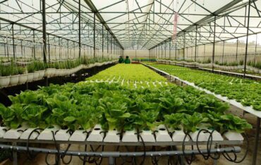Hệ thống phun sương tự động ứng dụng trong trồng rau