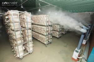 Hệ thống phun sương tạo ẩm trồng nấm