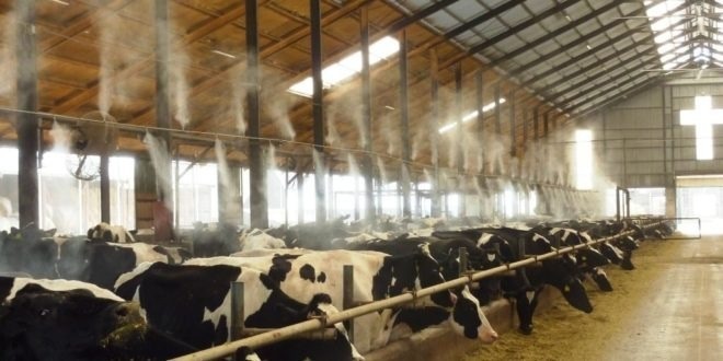 Máy phun sương tạo ẩm ứng dụng trong trang trại chăn nuôi